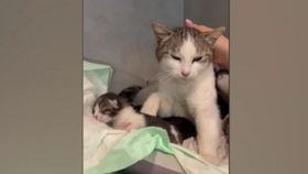 VIDEO O pisică a mers de una singură la veterinar, chiar înainte să nască! Mama Miți a mieunat la ușile clinicii până când a fost auzită de angajați